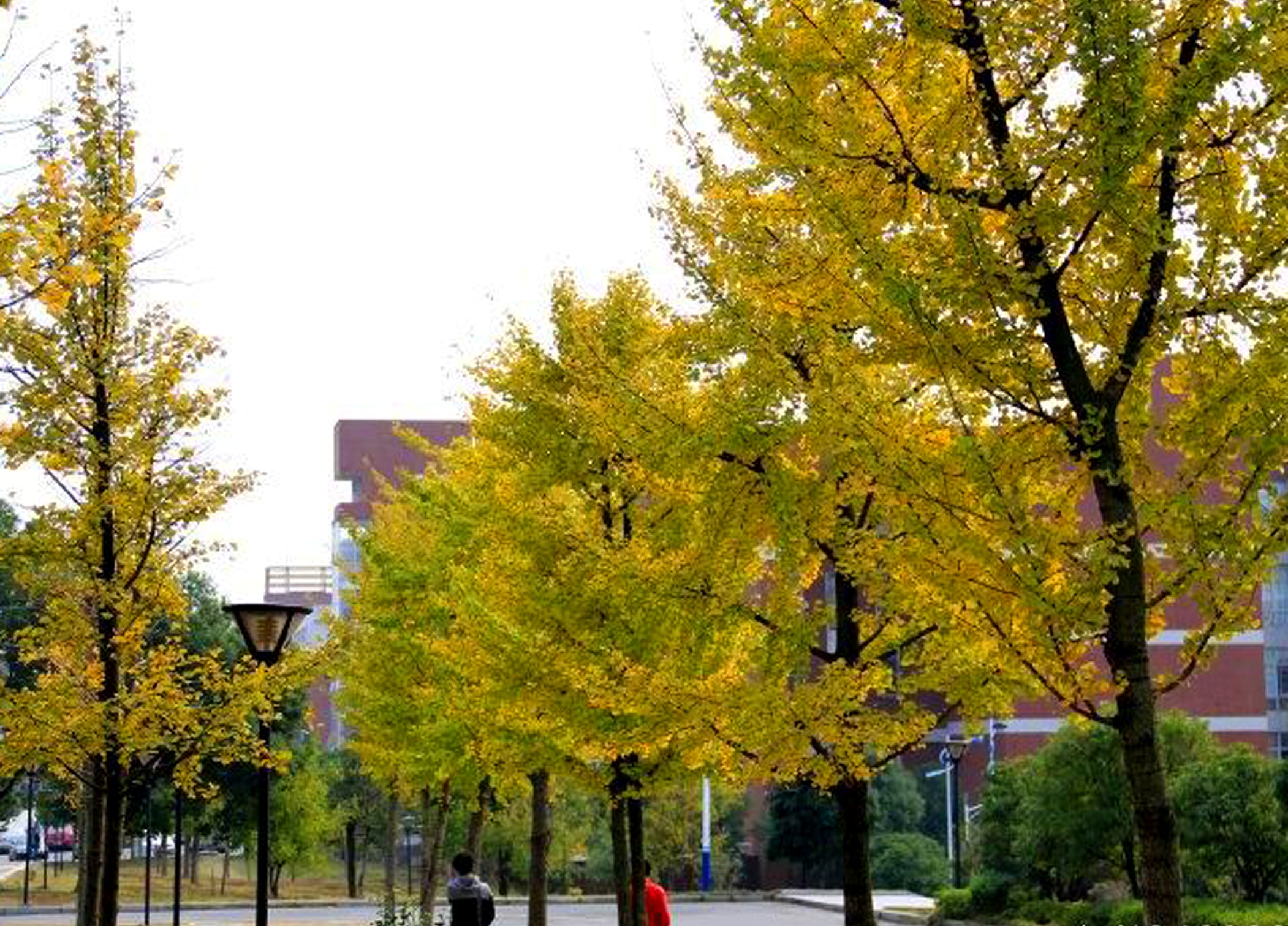 校园杏-长沙理工大学